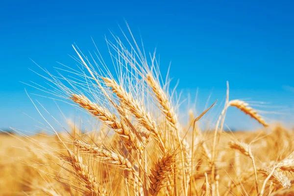 Gold wheat field — Stock Photo, Image