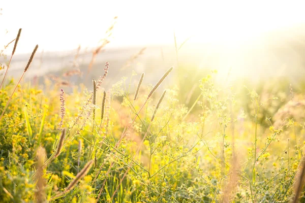 Beautiful rural landscape — Stock Photo, Image