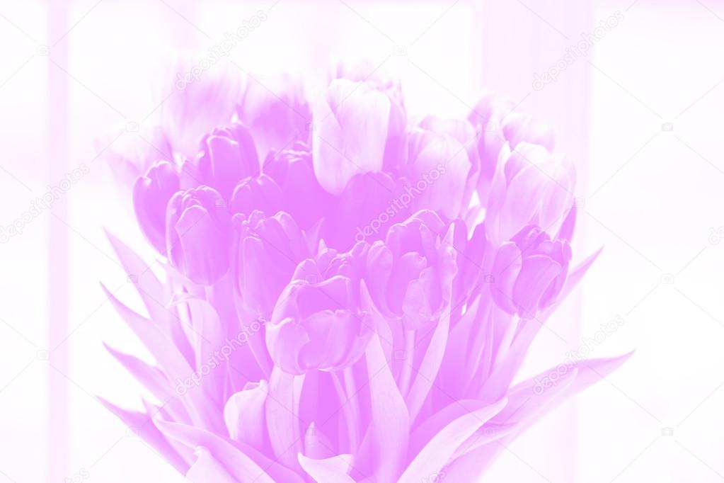 Beautiful tulips for greeting cards