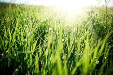 Su damlalı taze yeşil çimen