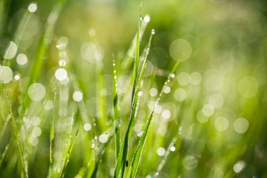 Su damlalı taze yeşil çimen