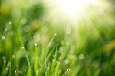 Su damlalı taze yeşil çimen