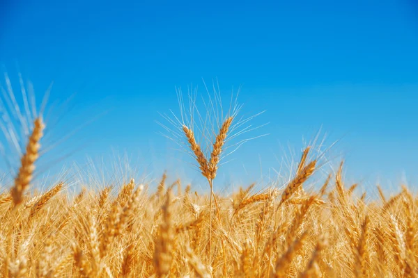 Golden wheat field — Stock Photo, Image