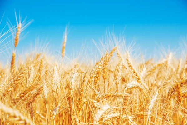 Golden wheat field — Stock Photo, Image