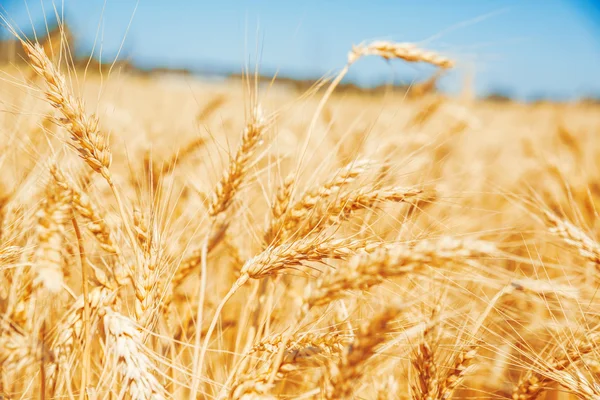 Campo de trigo dourado — Fotografia de Stock