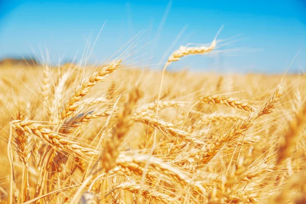 Campo de trigo dourado — Fotografia de Stock