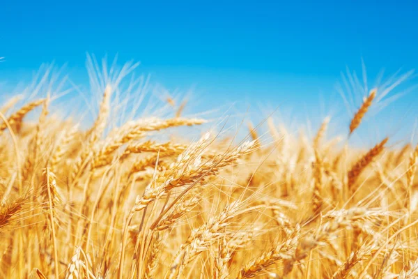 Golden wheat field — Stock Photo, Image