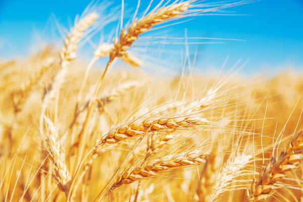 Golden wheat field