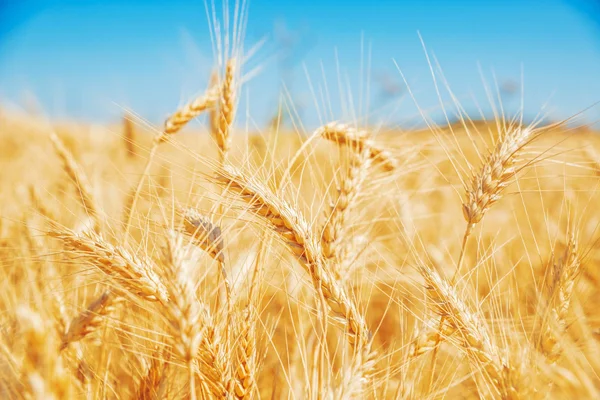 Golden wheat field — Stock Photo, Image