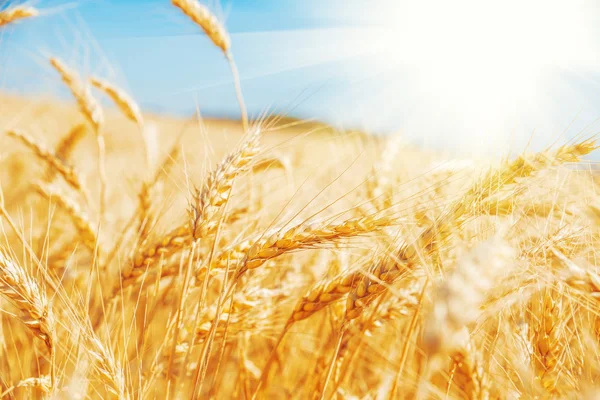 Golden wheat field — Stock Photo, Image