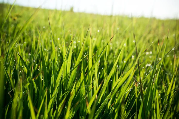 Färskt grönt gräs med vattendroppar — Stockfoto