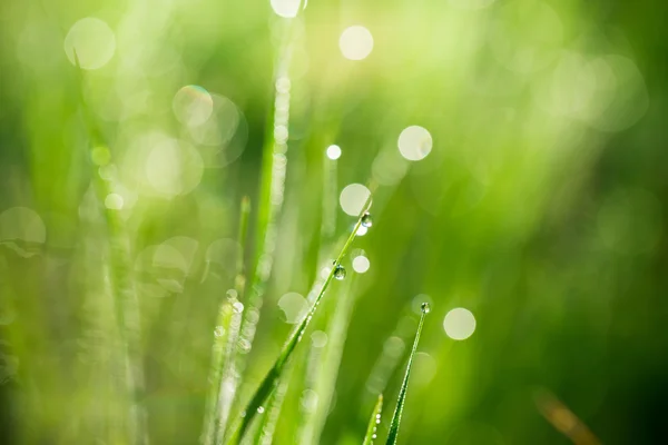 Hierba verde fresca con gotas de agua — Foto de Stock