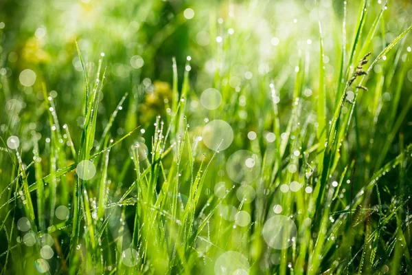 Hierba verde fresca con gotas de agua —  Fotos de Stock