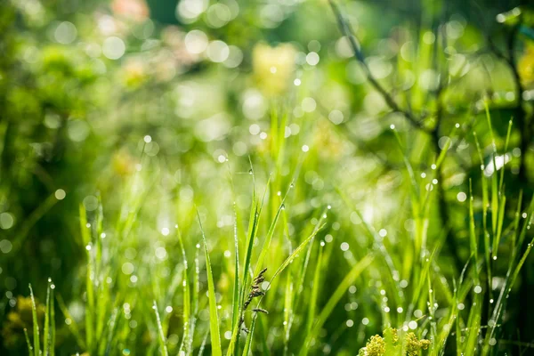 Hierba verde fresca con gotas de agua — Foto de Stock