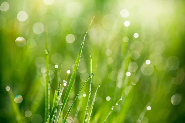 Frisk grønt græs med vanddråber - Stock-foto