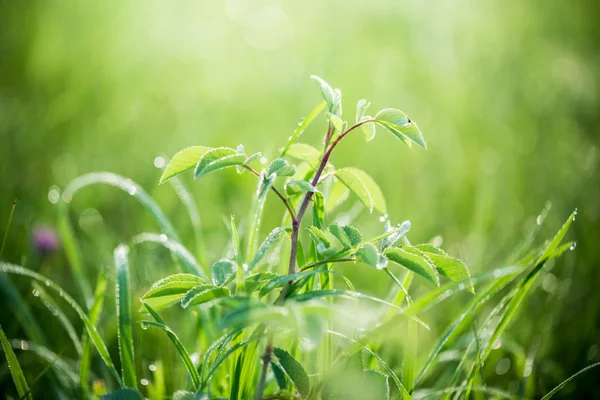 Vers groen gras met waterdruppels — Stockfoto