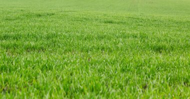 Parlak yeşil çim sahası