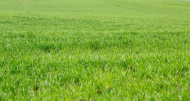 Parlak yeşil çim sahası