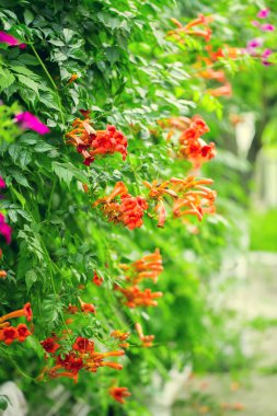 renkli parlak çiçekler