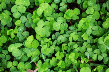 Yeşil çim yonca bitki