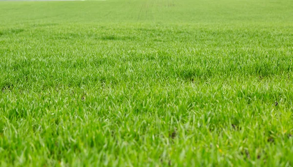 Ljust grön gräsplan — Stockfoto