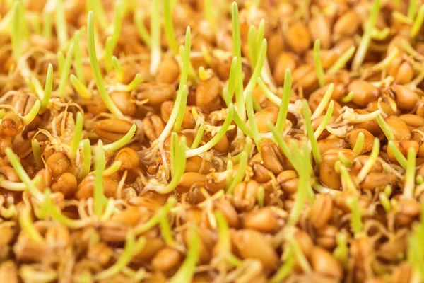 Яскраві паростків пшениці — стокове фото