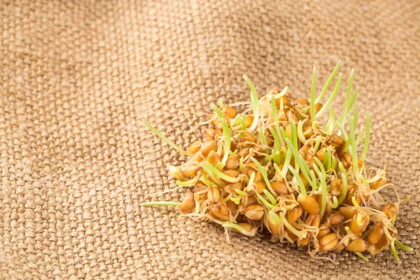 Eine Handvoll grüne Weizenkeime — Stockfoto
