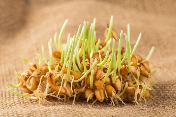 Punhado de germes de trigo verde — Fotografia de Stock