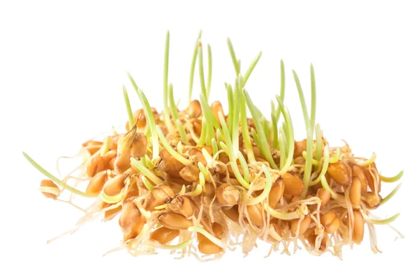 Punhado de germes verdes de trigo — Fotografia de Stock