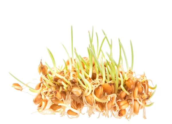 Жменька зелених мікробів пшениці — стокове фото