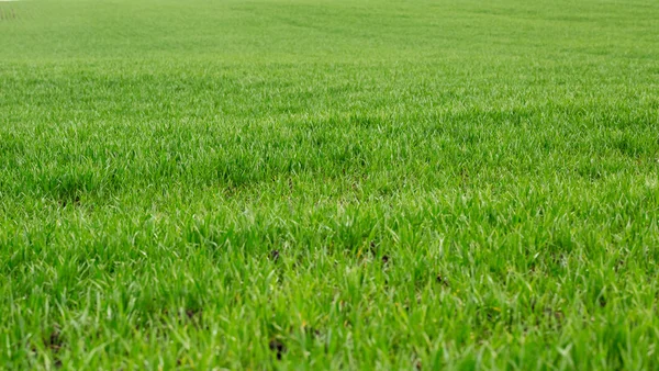 Parlak yeşil çim sahası — Stok fotoğraf