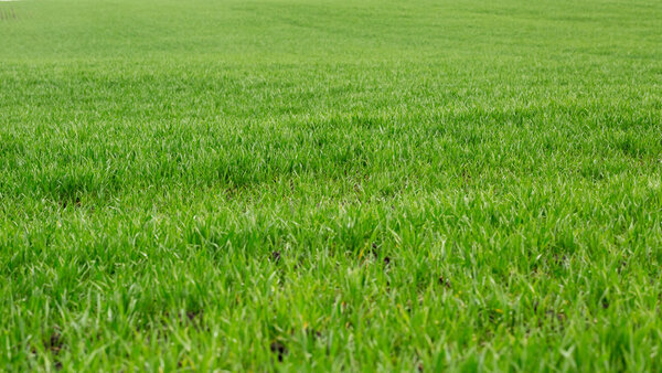 Bright Green grass field