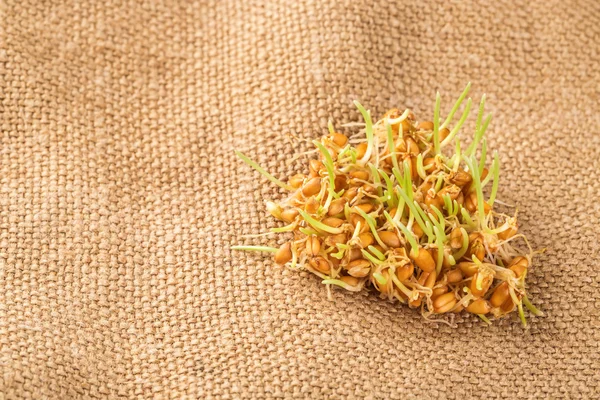 Un puñado de gérmenes de trigo verde — Foto de Stock