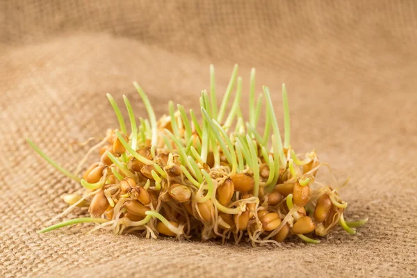 Жменька мікробів зеленої пшениці — стокове фото