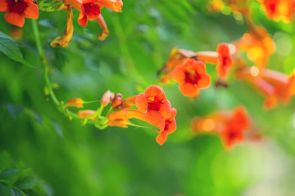 多彩鲜艳的花朵 — 图库照片