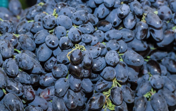 Uvas de vino azul — Foto de Stock