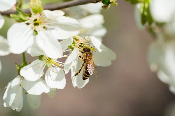 La abeja a la flor del cerezo — Foto de Stock