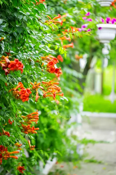 Heldere kleurrijke bloemen — Stockfoto