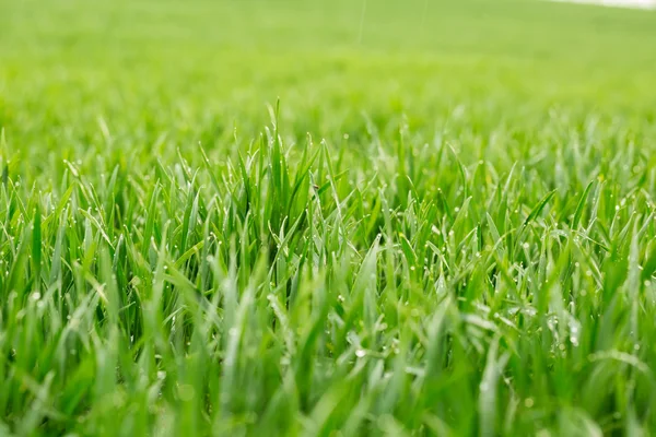 Gras am frühen Morgen — Stockfoto