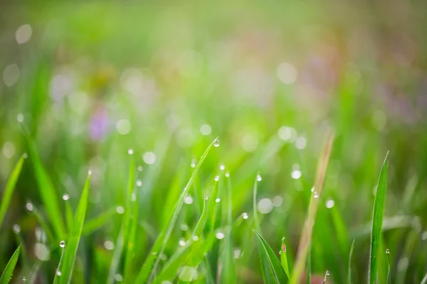 Зелена трава з краплями води — стокове фото