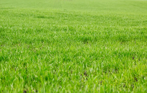 Ljust grön gräsplan — Stockfoto