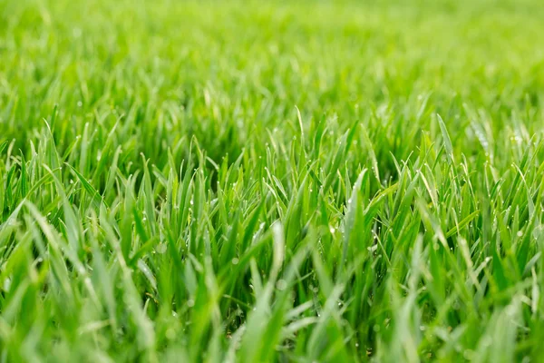 Grass in early morning — Stock Photo, Image