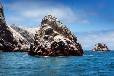 okyanus, ada ve kuşlar