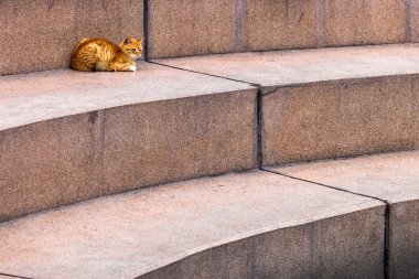 adımlar üzerinde kırmızı kedi