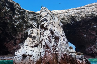 okyanus, ada ve kuşlar