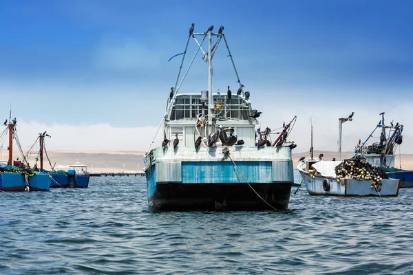 Aves a bordo dos navios — Fotografia de Stock