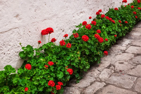 Geranium op muur achtergrond — Stockfoto