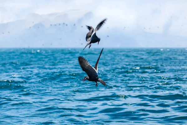 Aves para caçar peixes — Fotografia de Stock