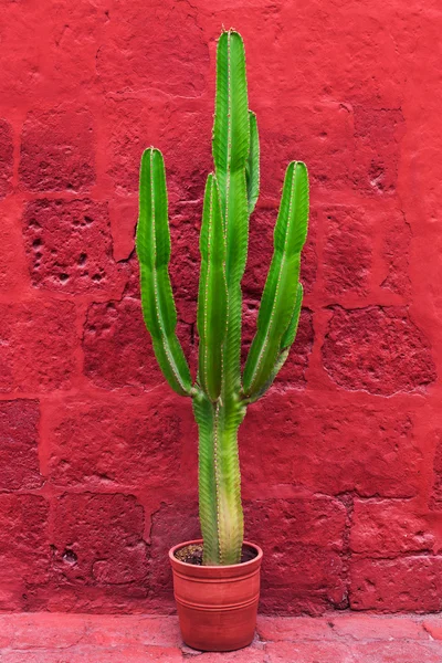 Primo piano del grande cactus — Foto Stock