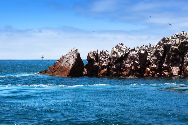 Océano, isla y aves —  Fotos de Stock